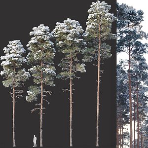 pines snow needles model