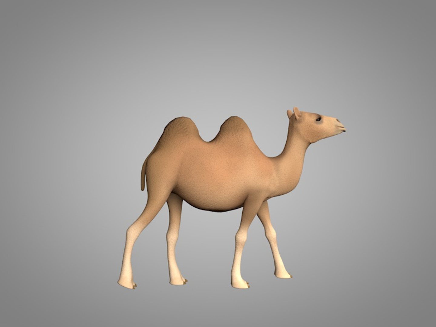 Turbosquid. Верблюд макет. Модель на верблюде. Верблюд 3д. Camel 3д модель.