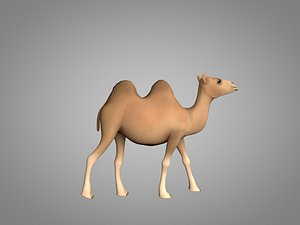 Camel