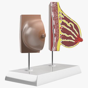 Dual Breast Structure Educational Display on Stand