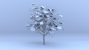 jacaranda winter hight poly