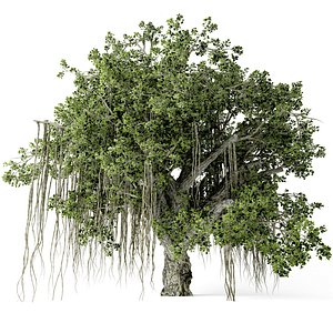 Banyan tree model