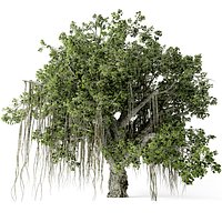 Banyan tree