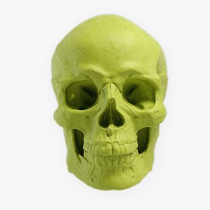 Skull and face parts