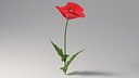 Poppy Flower