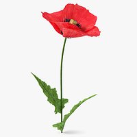 Poppy Flower