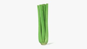 3d model celery apium graveolens