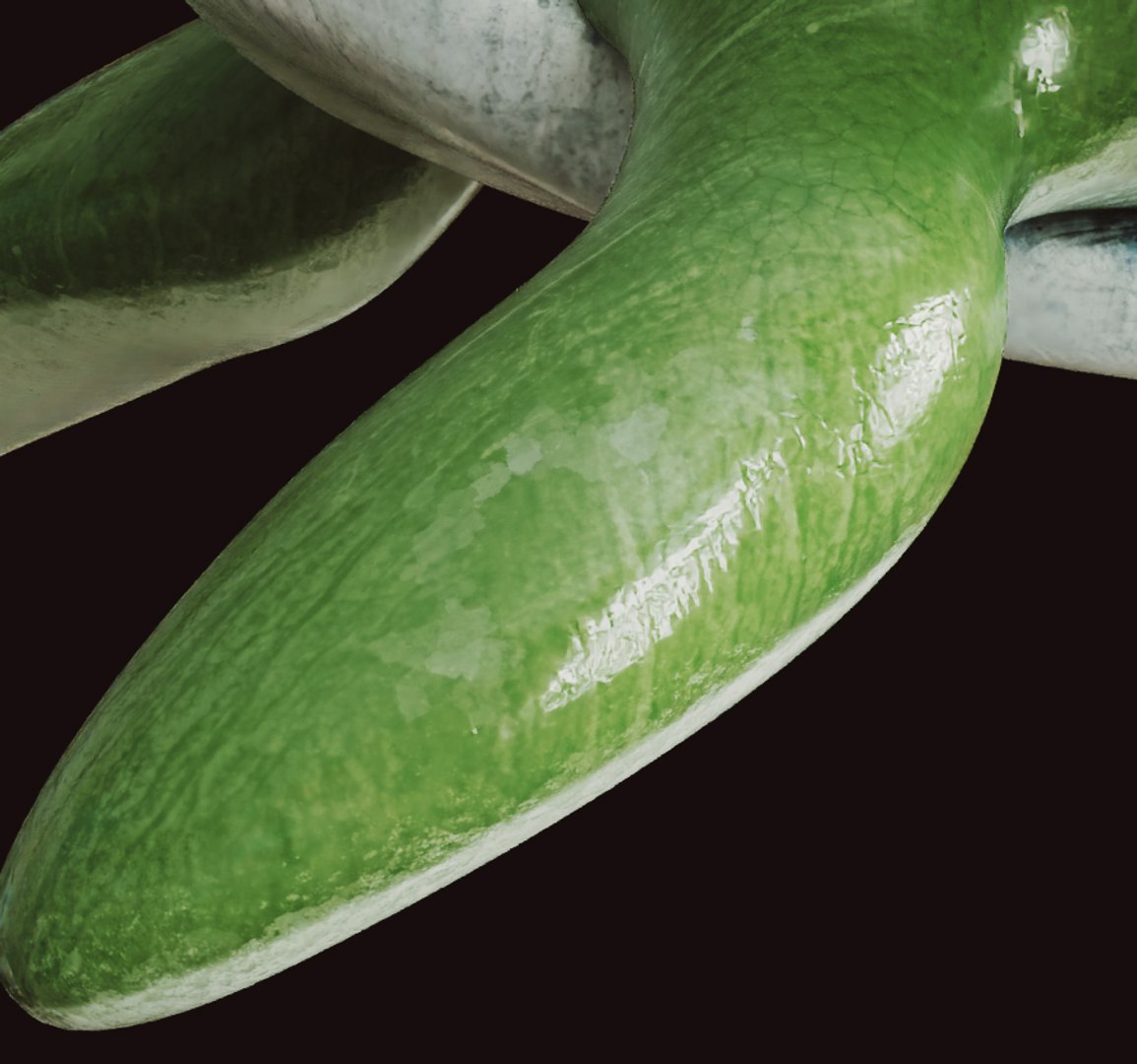 3D Model Turtles Pbr Green - TurboSquid 1710390