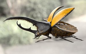 Hercules Beetle Rigged