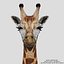Giraffa (FUR)
