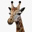 Giraffa (FUR)