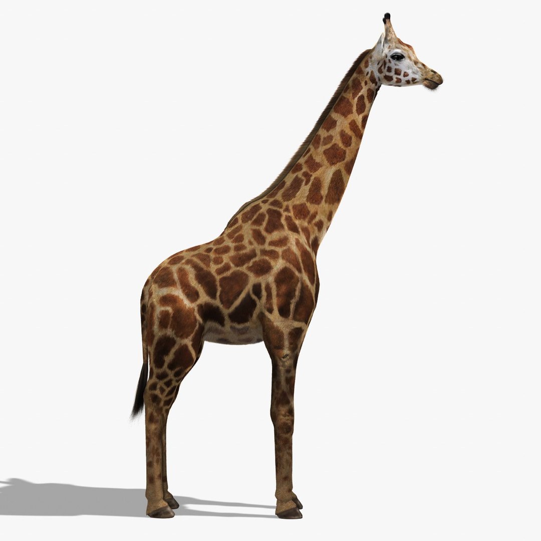 photorealistic giraffe fur 3d obj https://p.turbosquid.com/ts-thumb/vn/5skRv8/NJCqzryw/3/jpg/1307104820/1920x1080/fit_q87/05796e6aae0e252de6d9dc55b30dc189869c43e0/3.jpg