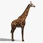 Giraffa (FUR)