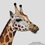 Giraffa (FUR)