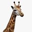 Giraffa (FUR)