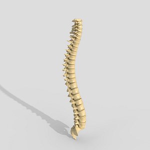 spine collection of thunthu 3D model