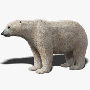 polar bear fur 3D model