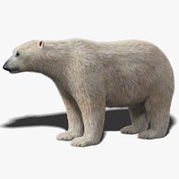 Polar Bear Fur