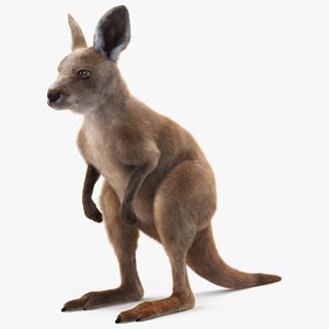Baby Kangaroo Fur 3D model