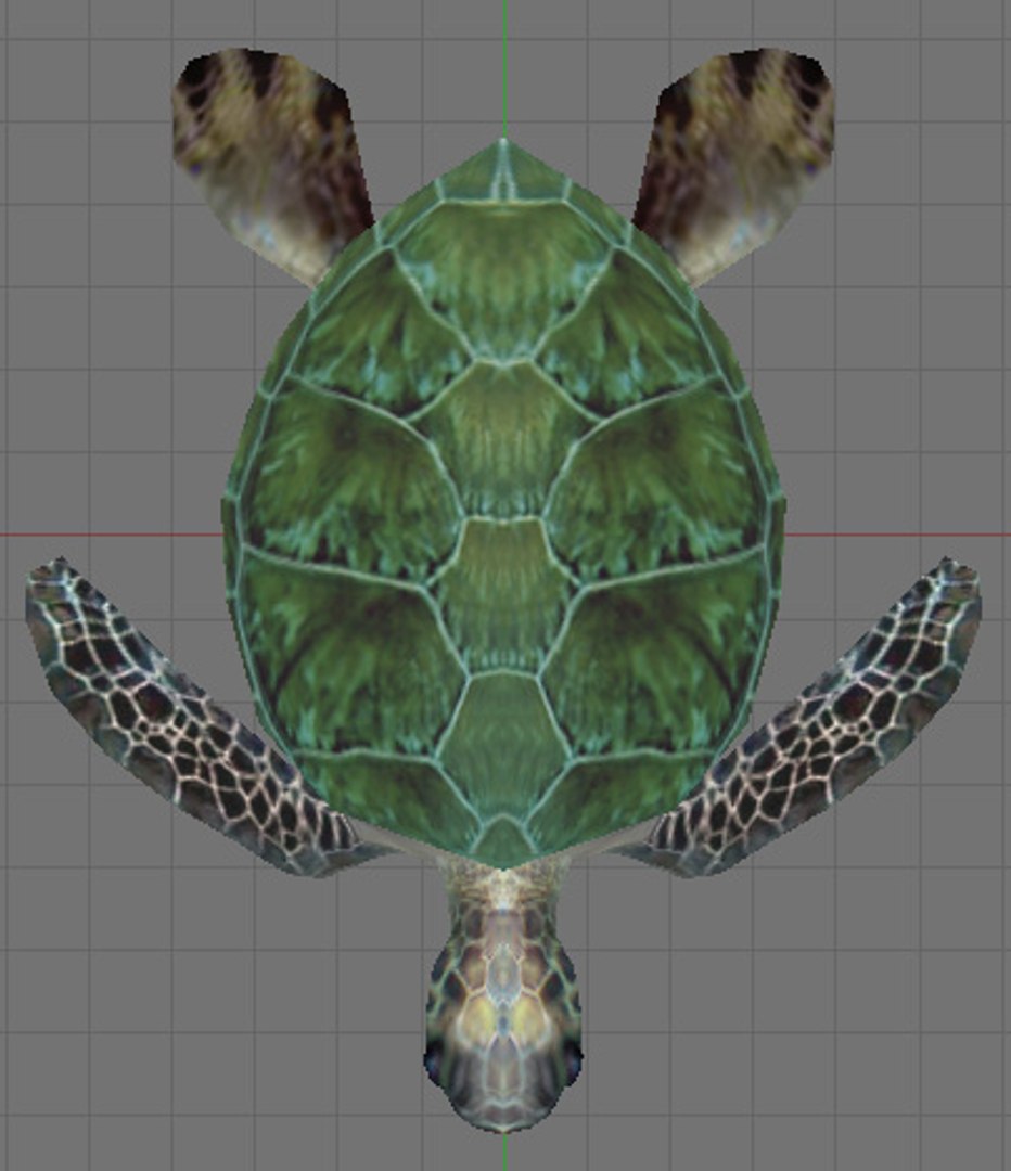 maya green sea turtle