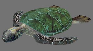 Green sea turtle (Rigged)