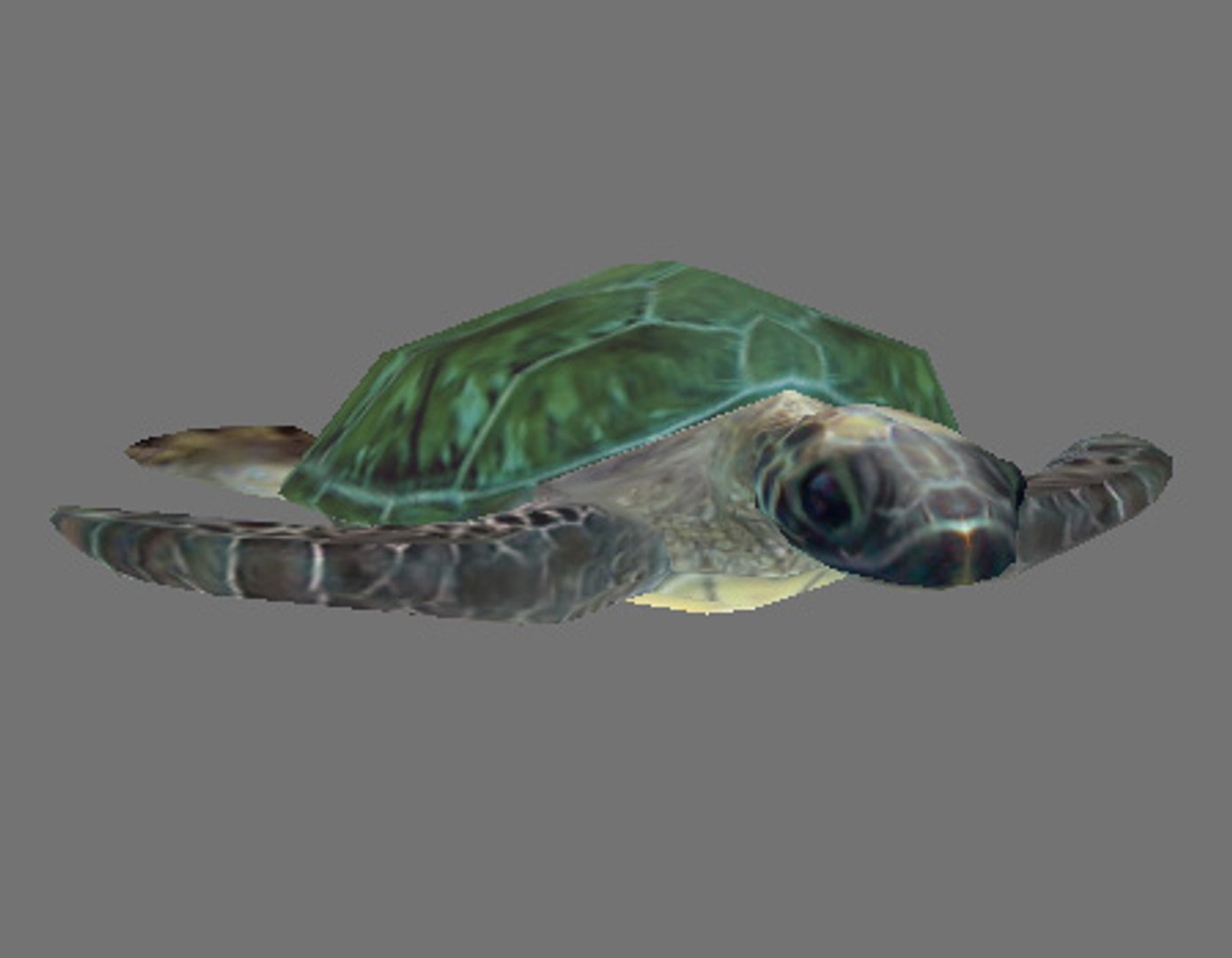 maya green sea turtle