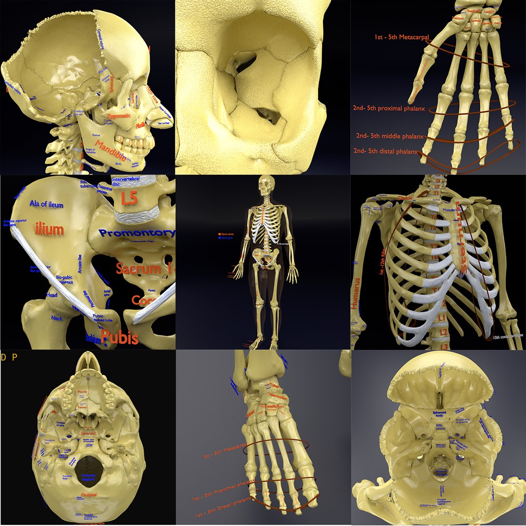 3D model human skeleton labelling parts - TurboSquid 1442514