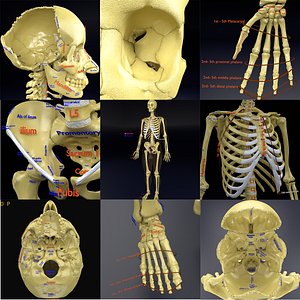 skeleton human detail label parts