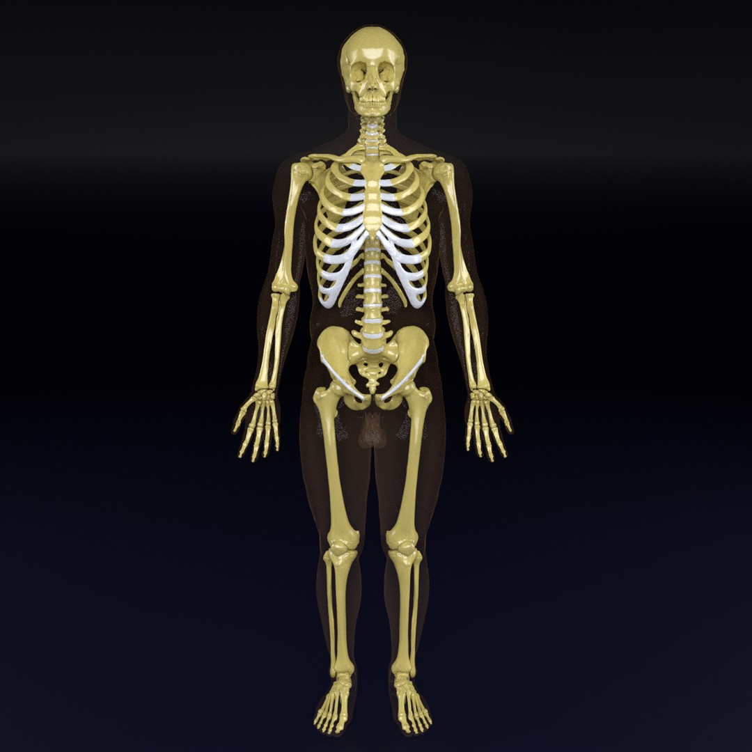 skeletal system for kids without label