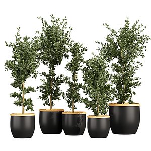 Collection plant vol 666 - indoor - ficus - leaf 3D model