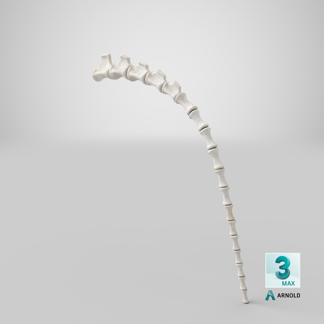 tail skeleton 3D model https://p.turbosquid.com/ts-thumb/vn/WZPHaw/0g9ex6LI/stemcell_max_arnold_render/png/1596606320/1920x1080/fit_q87/603fa71f38bec7dbbccee58d4c0b64c7dbf41356/stemcell_max_arnold_render.jpg