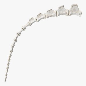 tail skeleton 3D model