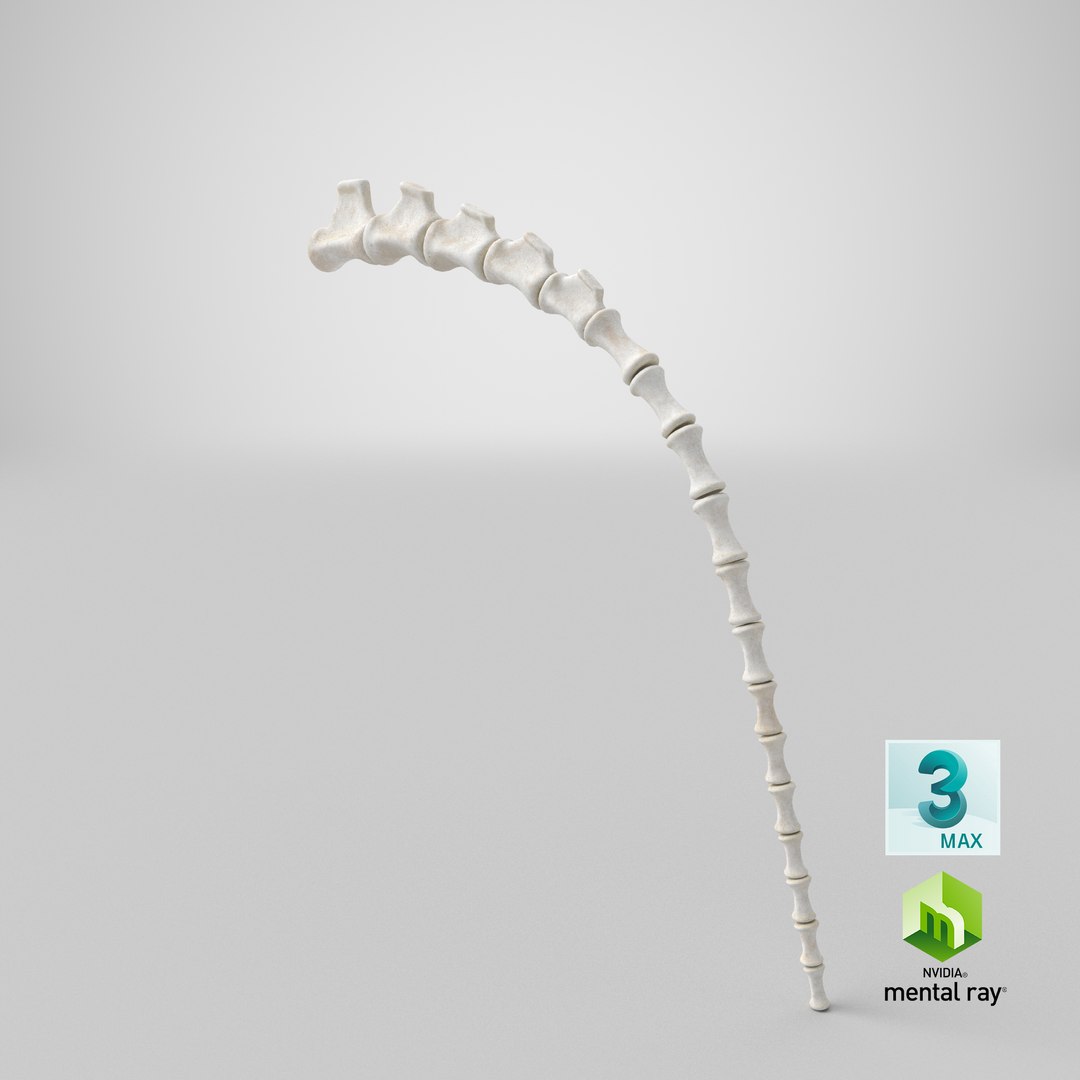 tail skeleton 3D model https://p.turbosquid.com/ts-thumb/vn/WZPHaw/PIBSaJQ0/stemcell_max_mental_ray_render/png/1596606323/1920x1080/fit_q87/134ac1ddcab91eef56ab05c5aa843f8a50b058b3/stemcell_max_mental_ray_render.jpg