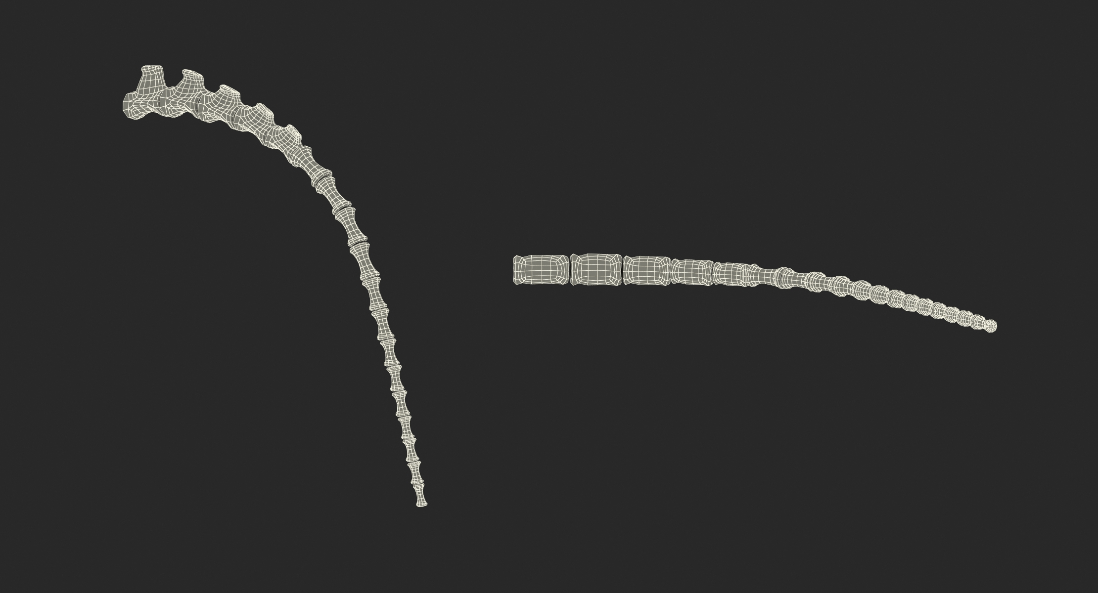 modelo 3d Esqueleto de cola - TurboSquid 1336293