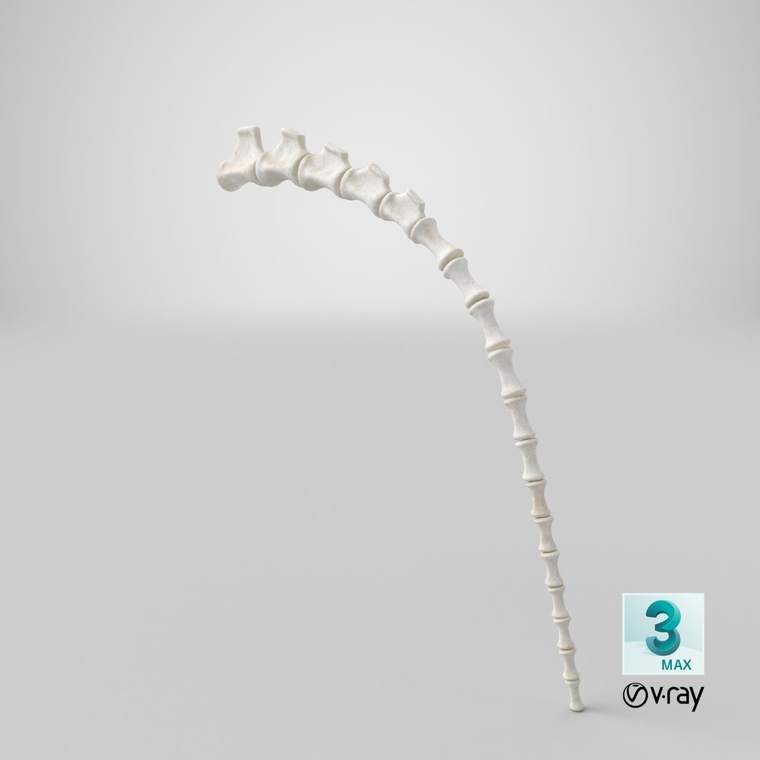 tail skeleton 3D model https://p.turbosquid.com/ts-thumb/vn/WZPHaw/YTT0L76k/stemcell_max_vray_render/png/1596606326/1920x1080/fit_q87/680fdeeb1302f27de22a992c0ea2291ac28d9b4e/stemcell_max_vray_render.jpg