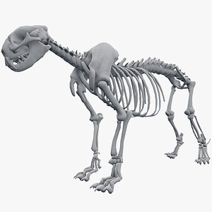 skeleton leopard 3d model