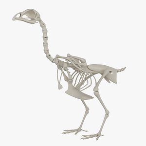 3D hen skeleton