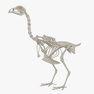 Hen Skeleton