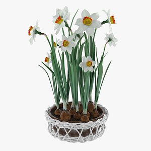 Narcissus
