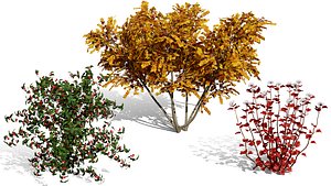 Autumn Winter Shrub Collection