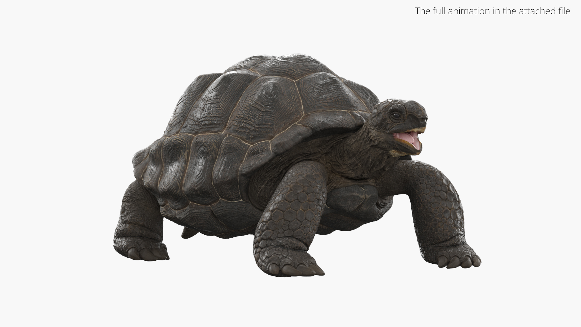 Turtle Chelonoidis Niger Set Animated Rigged 3D model https://p.turbosquid.com/ts-thumb/vo/1XNrT3/YF/turtle_chelonoidis_niger_set_animated_rigged_361/jpg/1776215582/1920x1080/turn_fit_q99/4c9cb240ab1ffe3ef0b62107e284441f12a26e79/turtle_chelonoidis_niger_set_animated_rigged_361-1.jpg