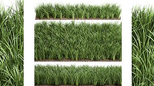Ornamental grass  941 3D