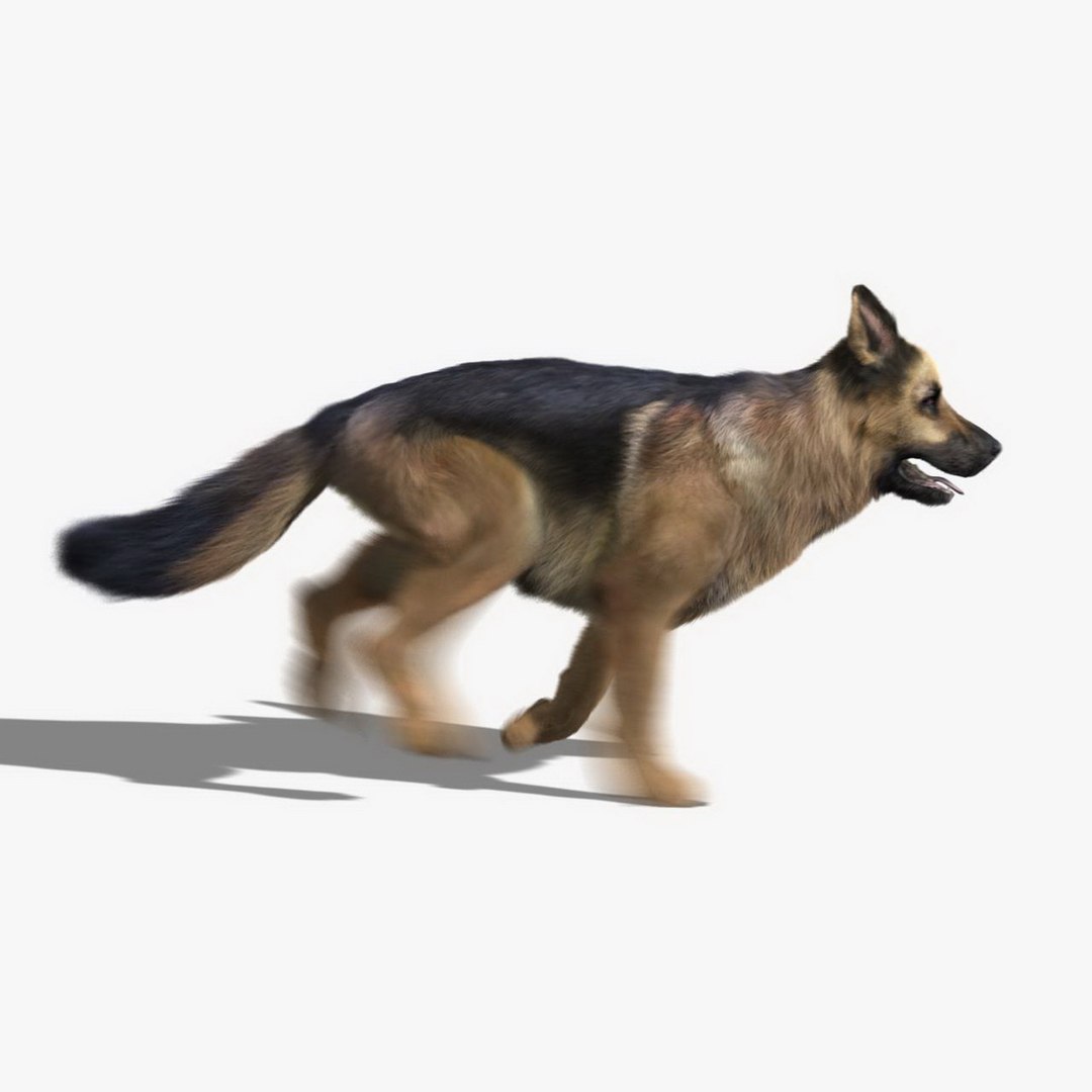 german shepherd fur animations 3d model https://p.turbosquid.com/ts-thumb/vo/71fvNA/WB3ZPjCQ/hd4_resize/jpg/1306587262/1920x1080/fit_q87/f64052aef2fde1c987b46041e308a512b21baea5/hd4_resize.jpg
