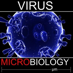 3d virus model