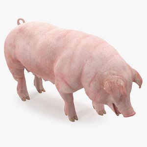 pig sow 3D model