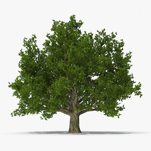 Realistic Oak Tree 3D model