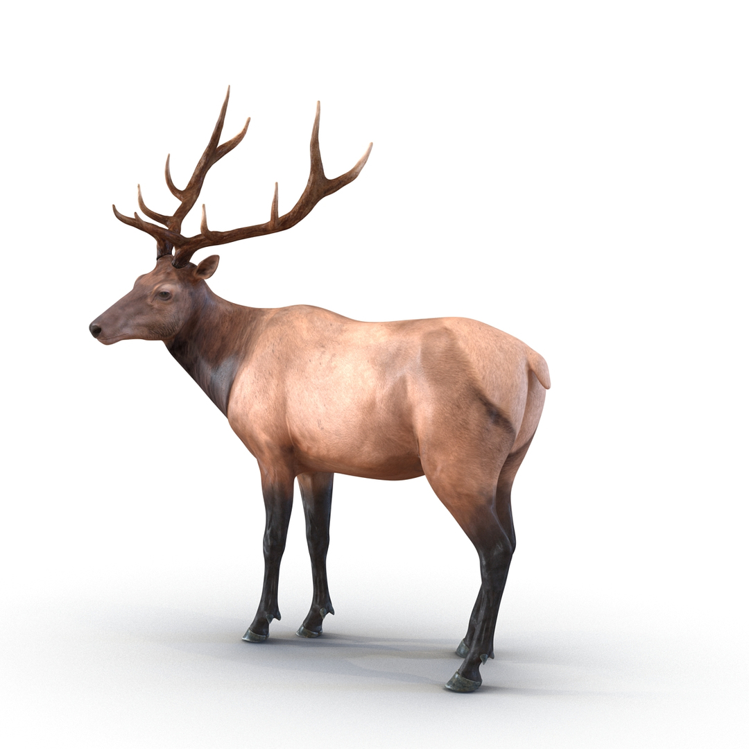 Santa Accessories Collection 3D model https://p.turbosquid.com/ts-thumb/vo/XqsZQ6/4E/elk_pose_2_360/jpg/1642578530/1920x1080/turn_fit_q99/93682b7fd02fffae0fcb2dc6d67d28967180b590/elk_pose_2_360-1.jpg