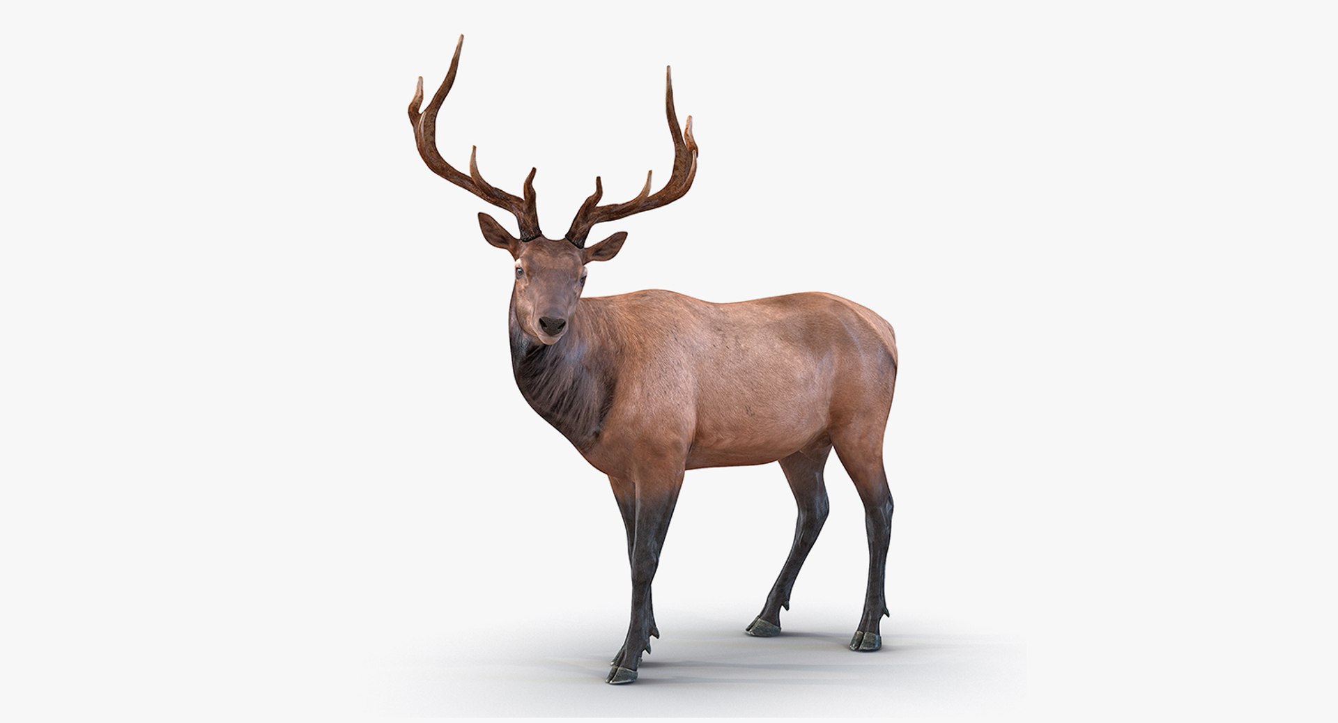 Santa Accessories Collection 3D model https://p.turbosquid.com/ts-thumb/vo/XqsZQ6/DO/santaaccesoriescollectionc4dmodel030/jpg/1642578346/1920x1080/fit_q87/74b3e1b7d4d8dcb0573e2bcfab0c56354c3b11d4/santaaccesoriescollectionc4dmodel030.jpg