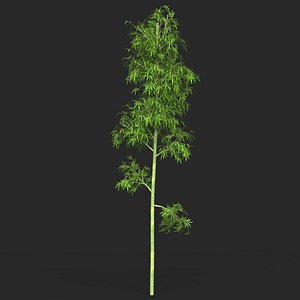 Realistic Game Ready Bamboo Tree 07 model