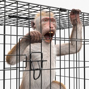 Aggression Brown Macaque Isolated in Cage Fur for Maya